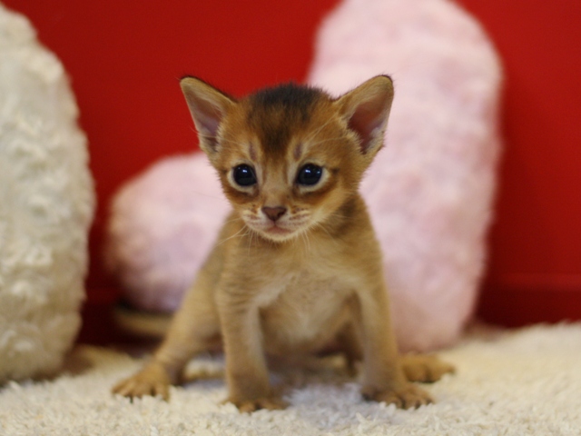 アビシニアンの子猫画像