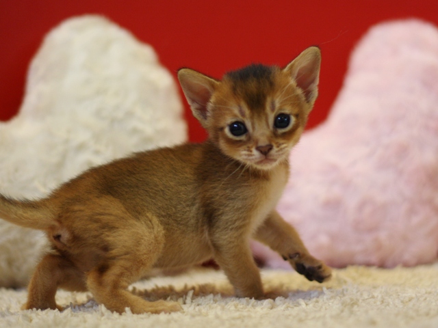 アビシニアンの子猫画像