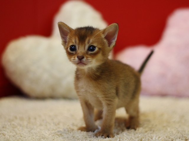 アビシニアンの子猫画像