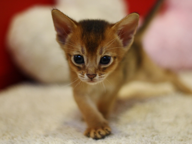 アビシニアンの子猫画像