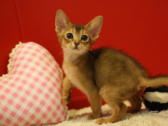 アビシニアンの子猫画像