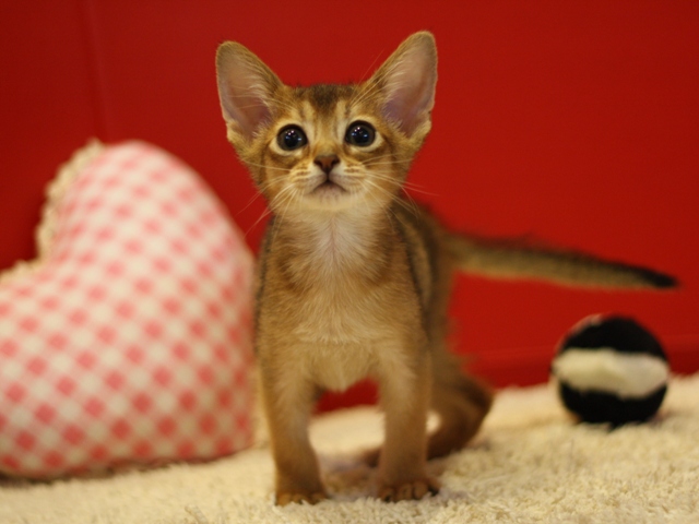 アビシニアンの子猫画像