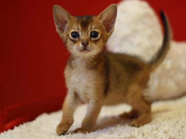アビシニアンの子猫画像