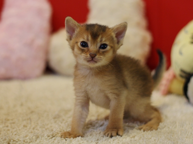 アビシニアンの子猫画像