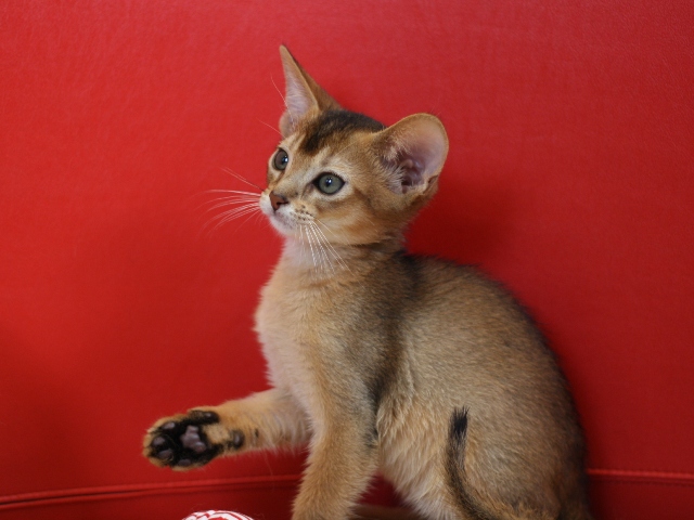 アビシニアンの子猫画像