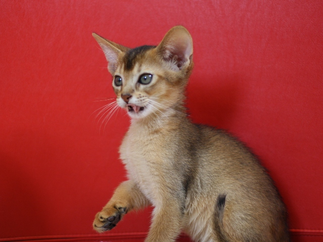 アビシニアンの子猫画像