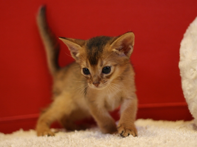 アビシニアンの子猫画像