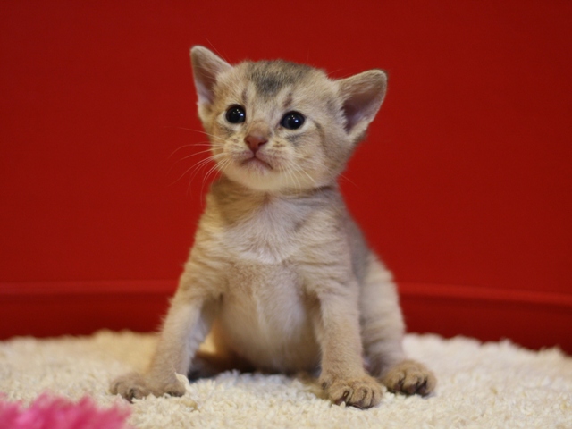 アビシニアンの子猫画像