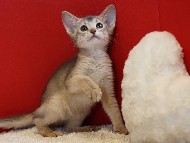 アビシニアンの子猫画像
