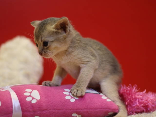 アビシニアンの子猫画像