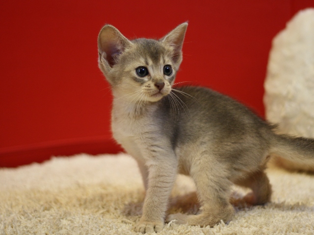 アビシニアンの子猫画像