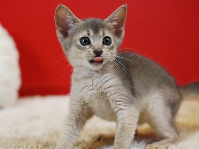 アビシニアンの子猫画像