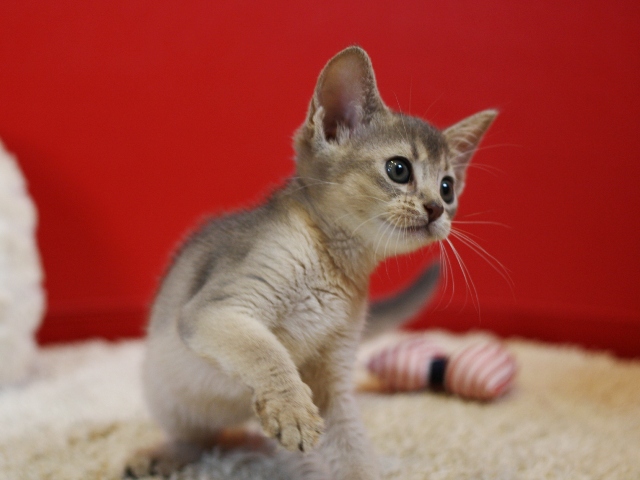 アビシニアンの子猫画像