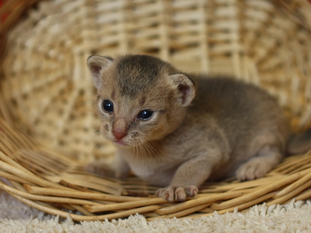 アビシニアンの子猫画像