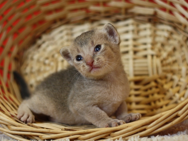 アビシニアンの子猫画像