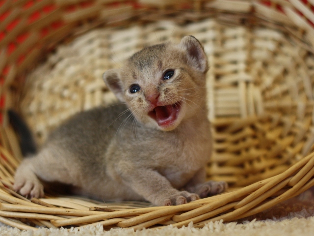 アビシニアンの子猫画像