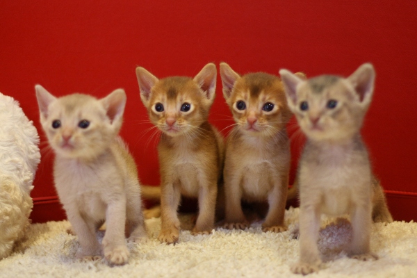 アビシニアンの子猫画像