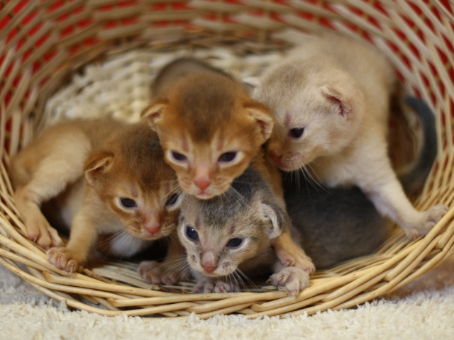 アビシニアンの子猫画像