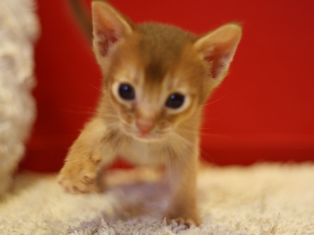 アビシニアンの子猫画像