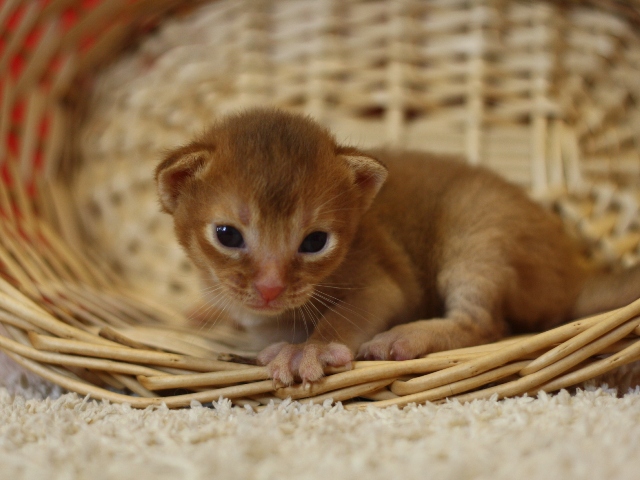アビシニアンの子猫画像