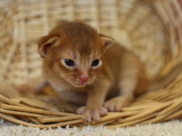 アビシニアンの子猫画像