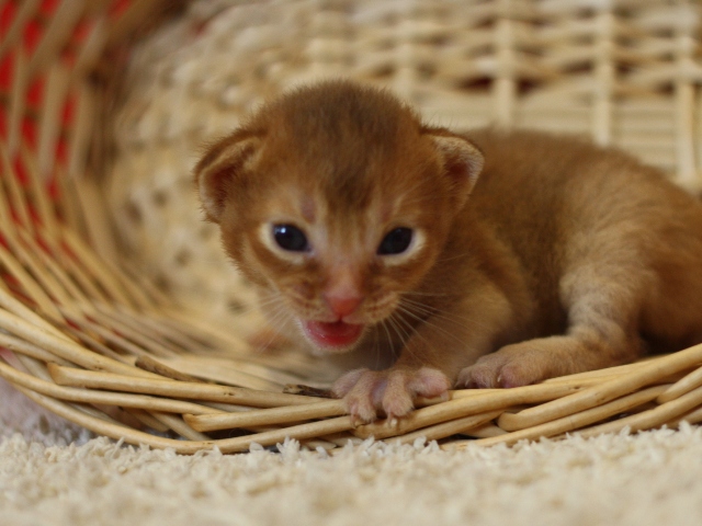 アビシニアンの子猫画像