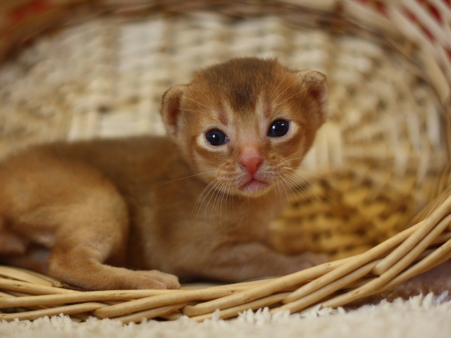 アビシニアンの子猫画像