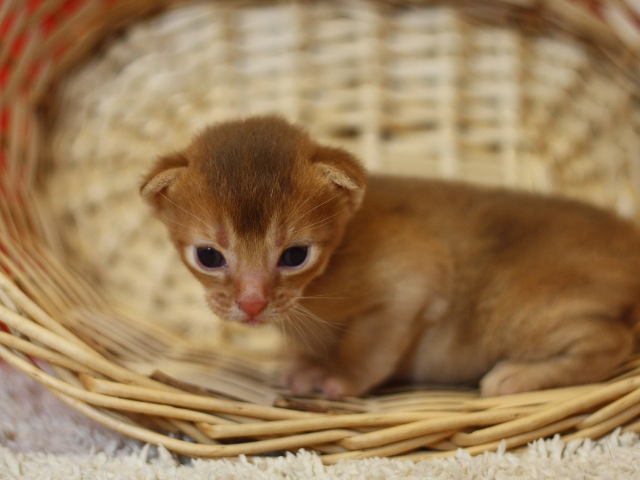 アビシニアンの子猫画像