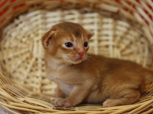 アビシニアンの子猫画像