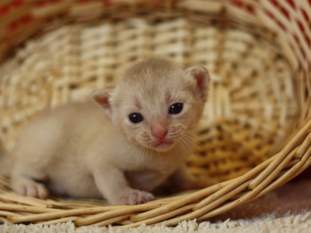 アビシニアンの子猫画像