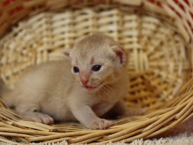 アビシニアンの子猫画像