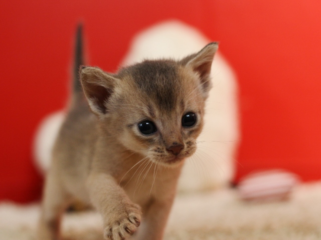 アビシニアンの子猫画像