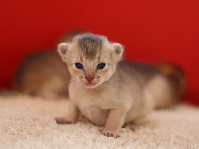 アビシニアンの子猫画像
