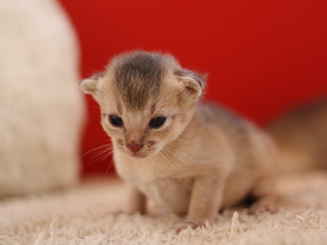 アビシニアンの子猫画像