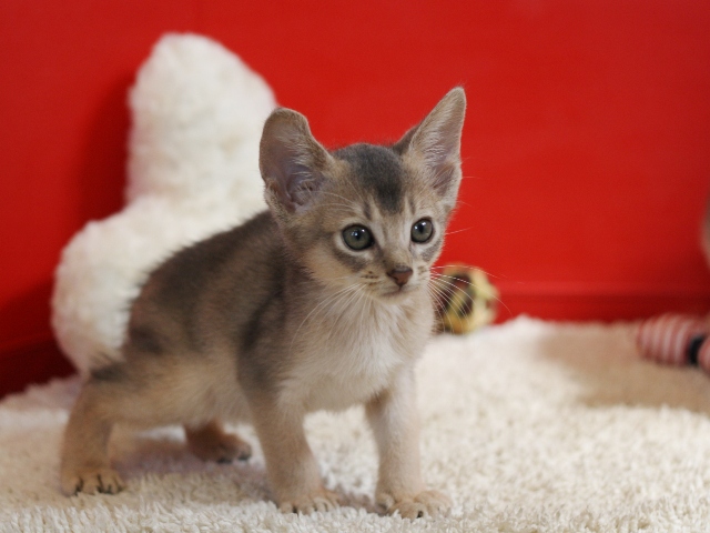 アビシニアンの子猫画像