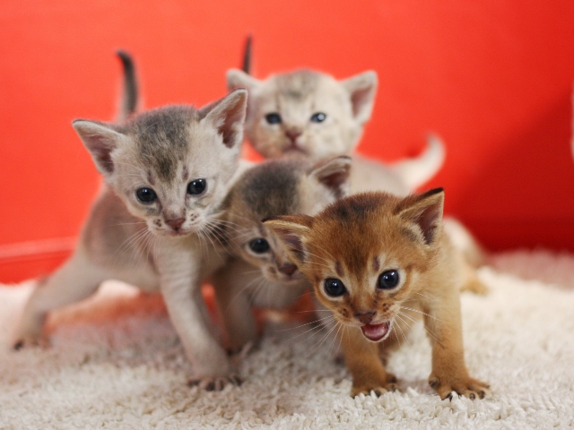 アビシニアンの子猫画像