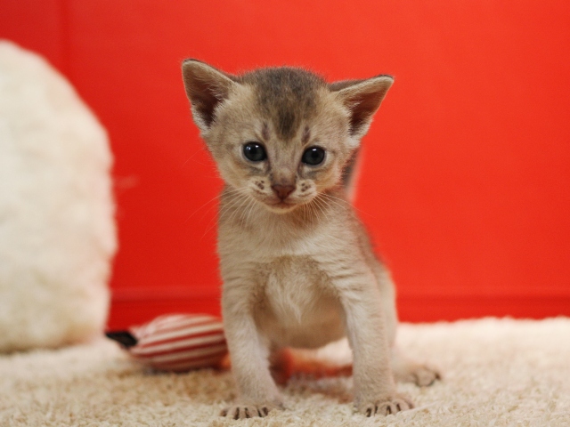 アビシニアンの子猫画像