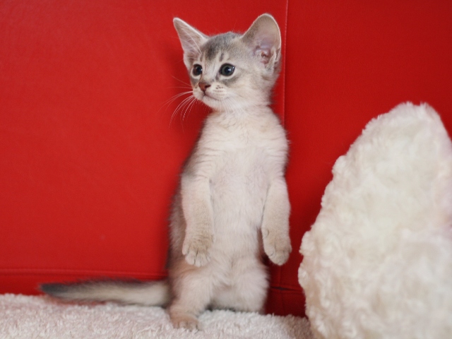 アビシニアンの子猫画像