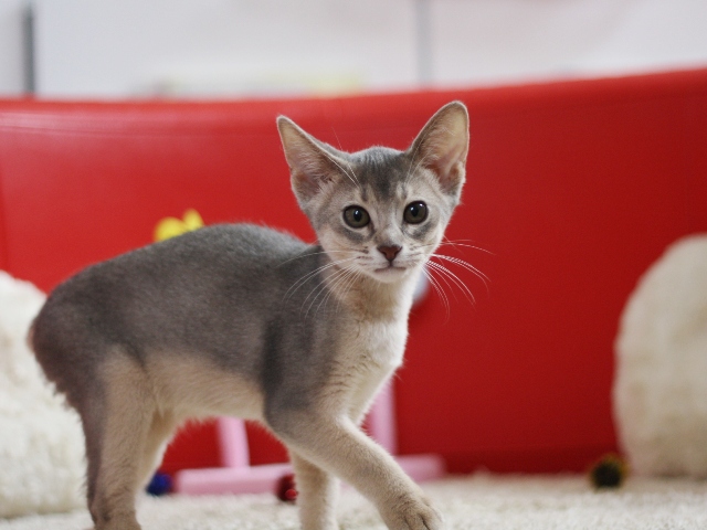 アビシニアンの子猫画像