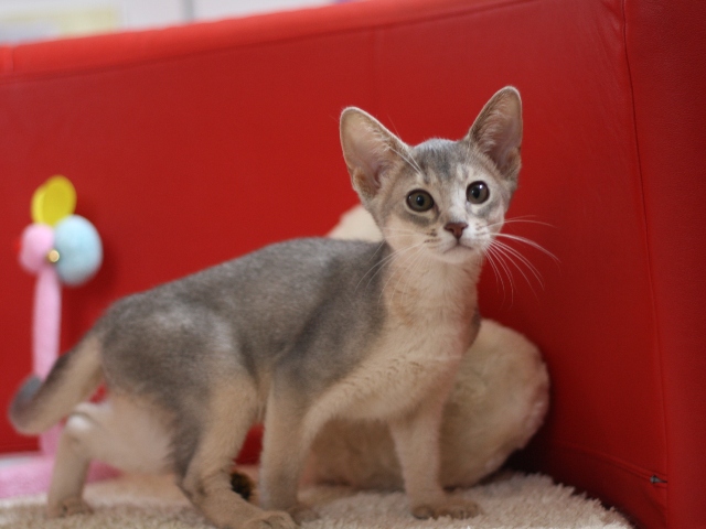 アビシニアンの子猫画像
