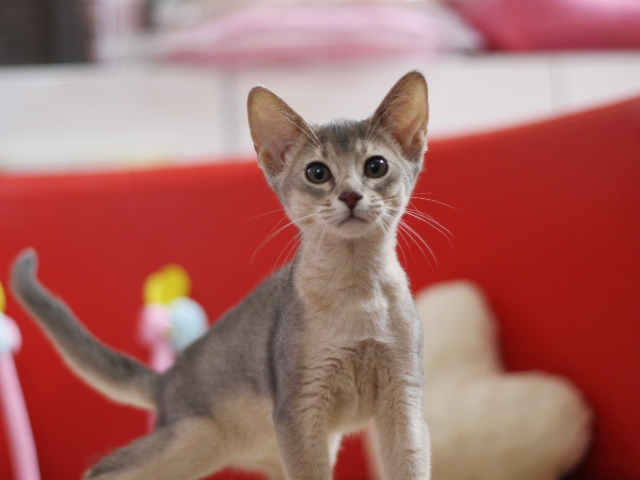 アビシニアンの子猫画像