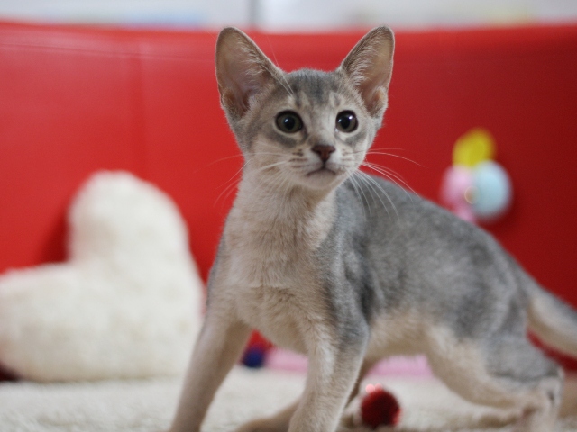 アビシニアンの子猫画像