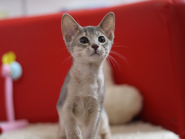 アビシニアンの子猫画像