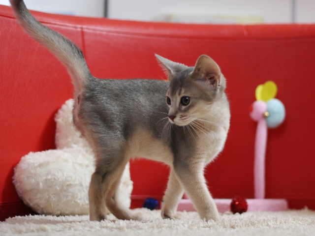 アビシニアンの子猫画像