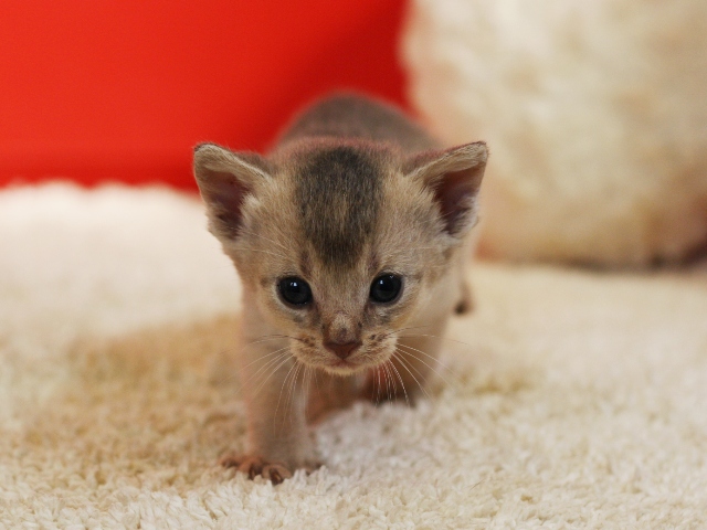 アビシニアンの子猫画像