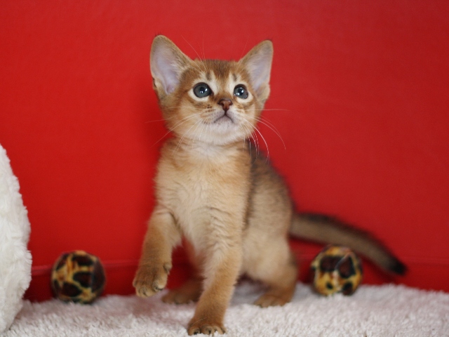 アビシニアンの子猫画像