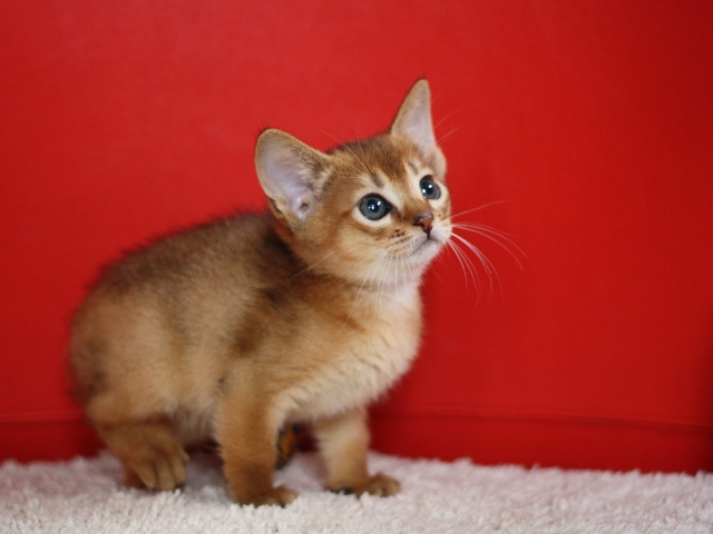 アビシニアンの子猫画像