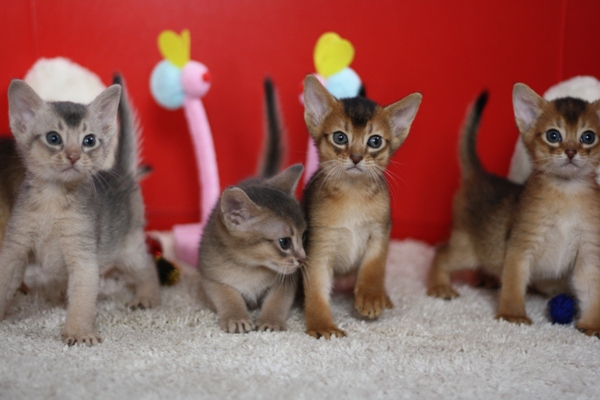 アビシニアンの子猫画像