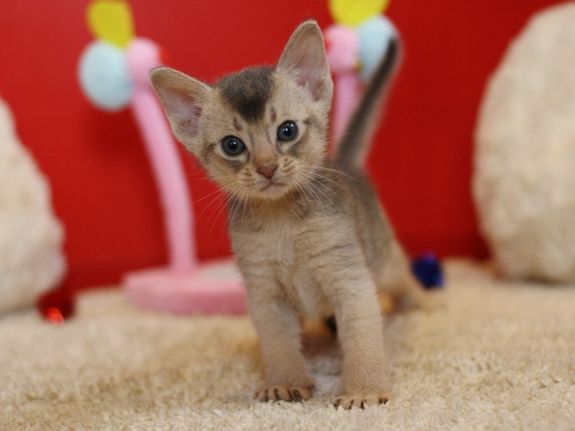 アビシニアンの子猫画像
