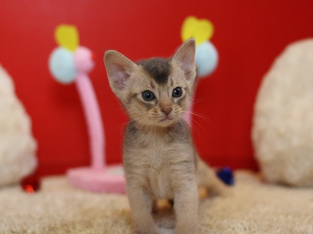 アビシニアンの子猫画像